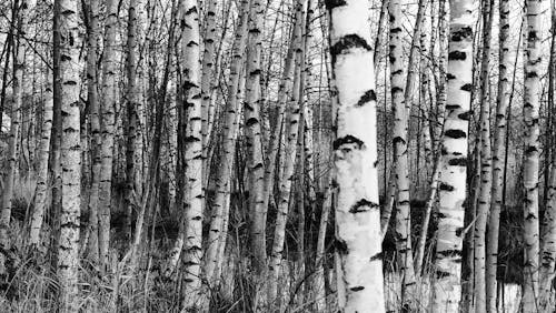 Free Grayscale Photo of Trunks of Birch Trees Stock Photo