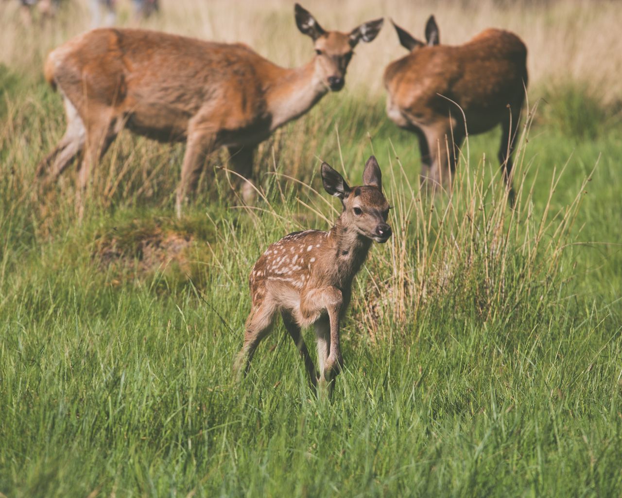 a serene wildlife scene featuring a herd of deers grazing in a lush gr
