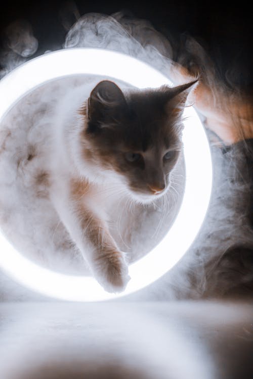 A Cat on Round Ring Light