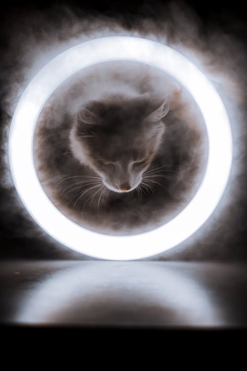 Cat Head on the Ring Light 