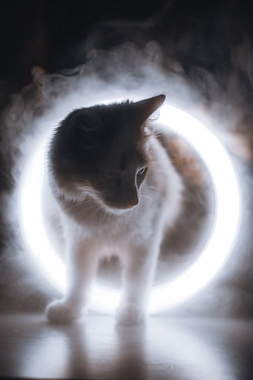 A Cat in the Ring Light with Smoke