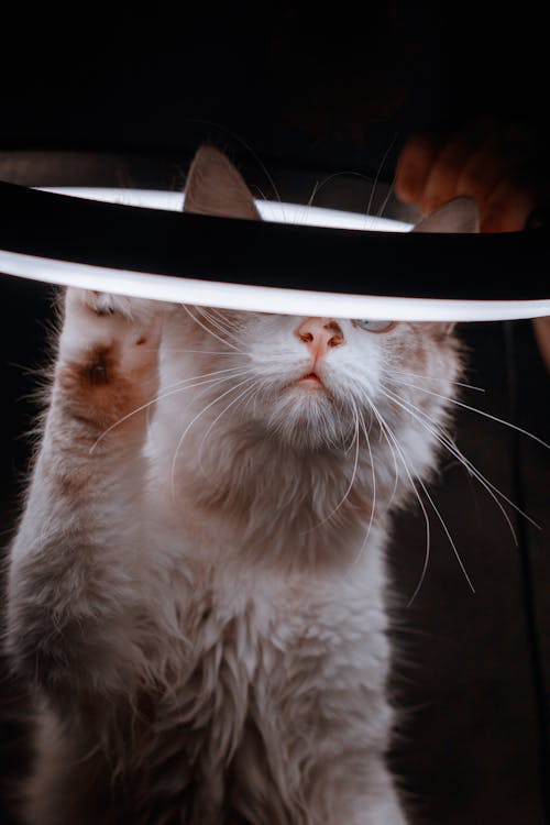 White Cat Playing with a Ring Light