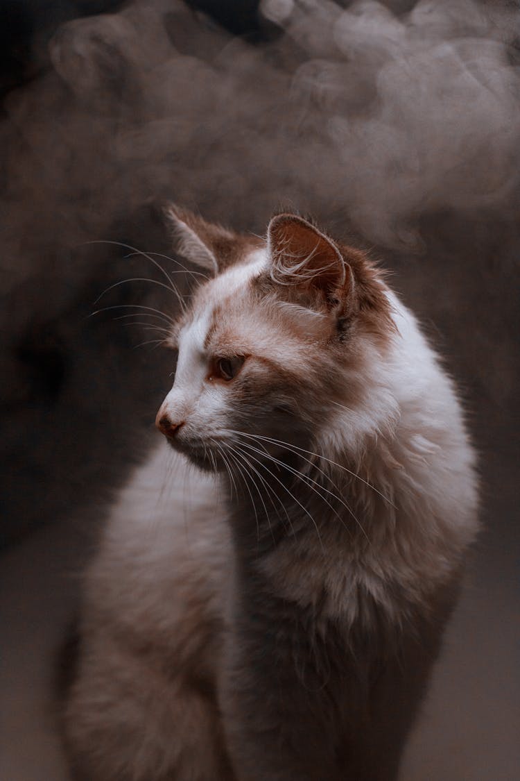 Close Up Shot Of A Sitting Cat 