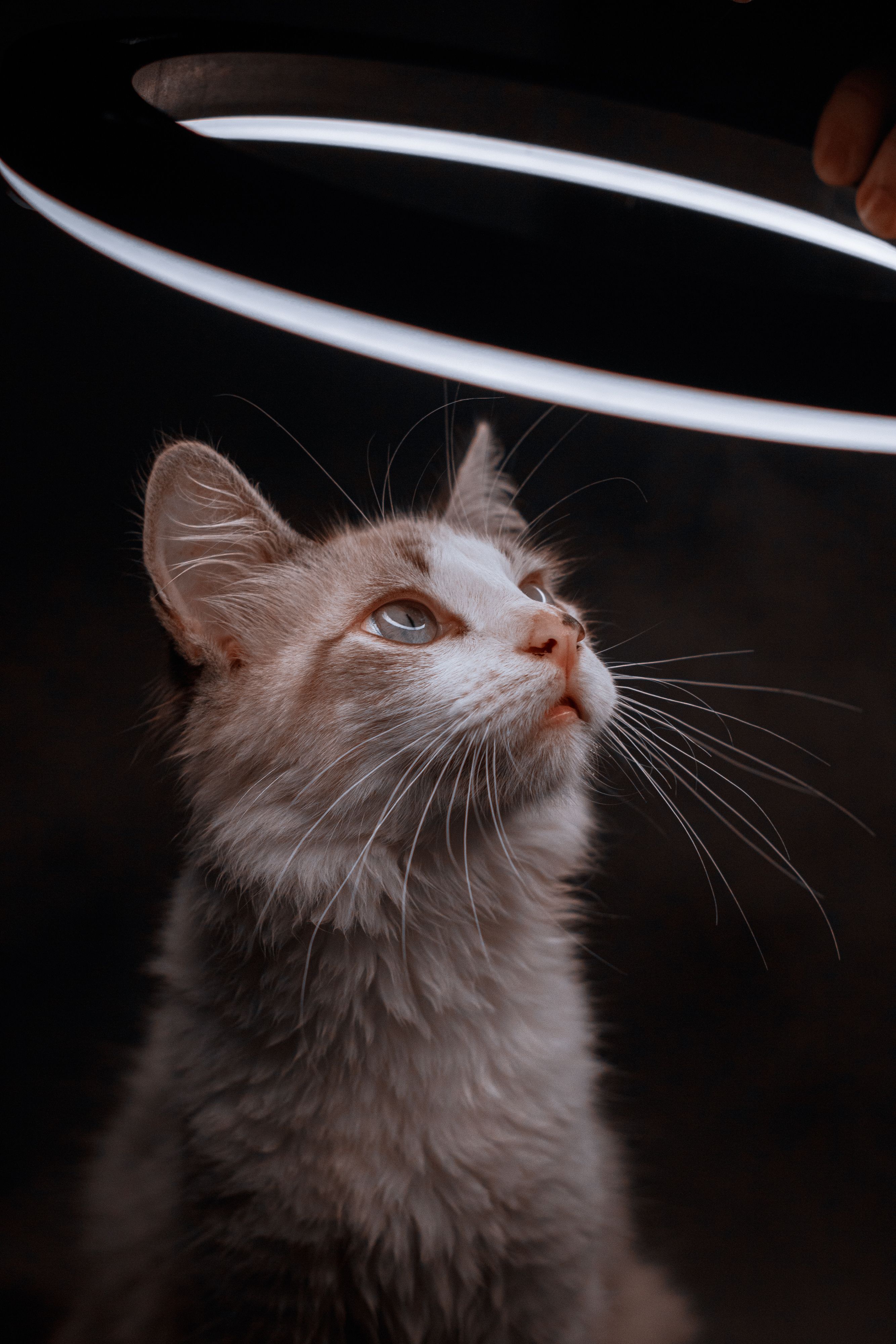 A domestic cat looks intently at a ring light in an artistic studio portrait.