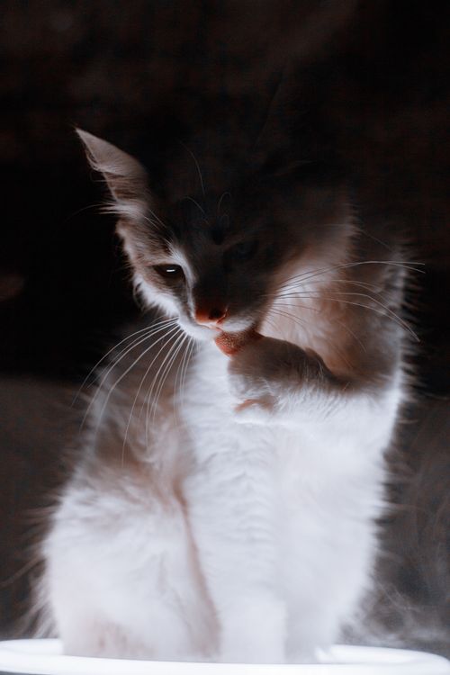 Free A charming kitten cleans its paw under soft lighting, creating a peaceful scene. Stock Photo