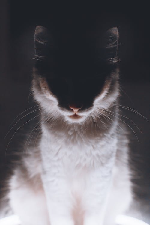 Grey and White Cat with Dark Background