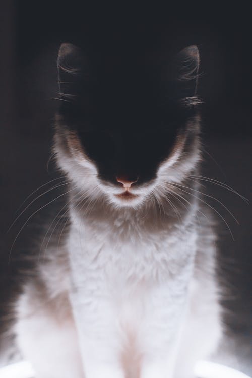 Fotos de stock gratuitas de animal, aterciopelado, bigotes