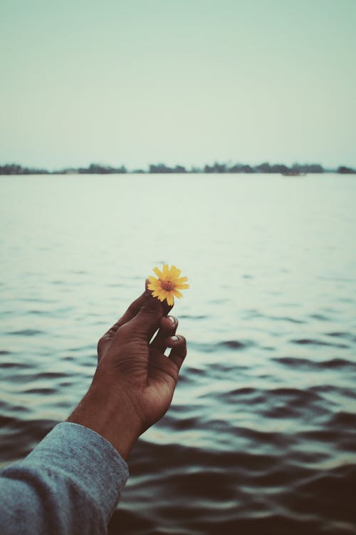 Man Holding a Yellow Flower over a Sea