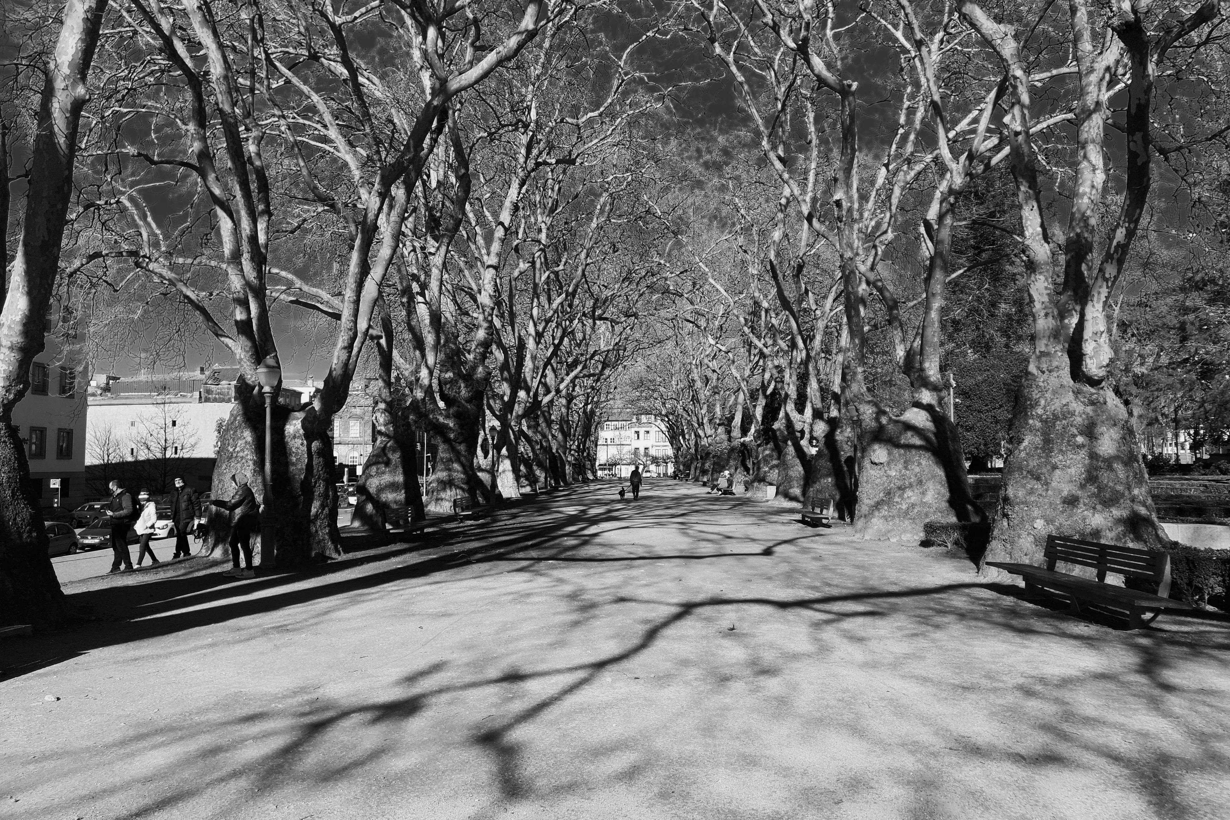 grayscale photo of trees in the park