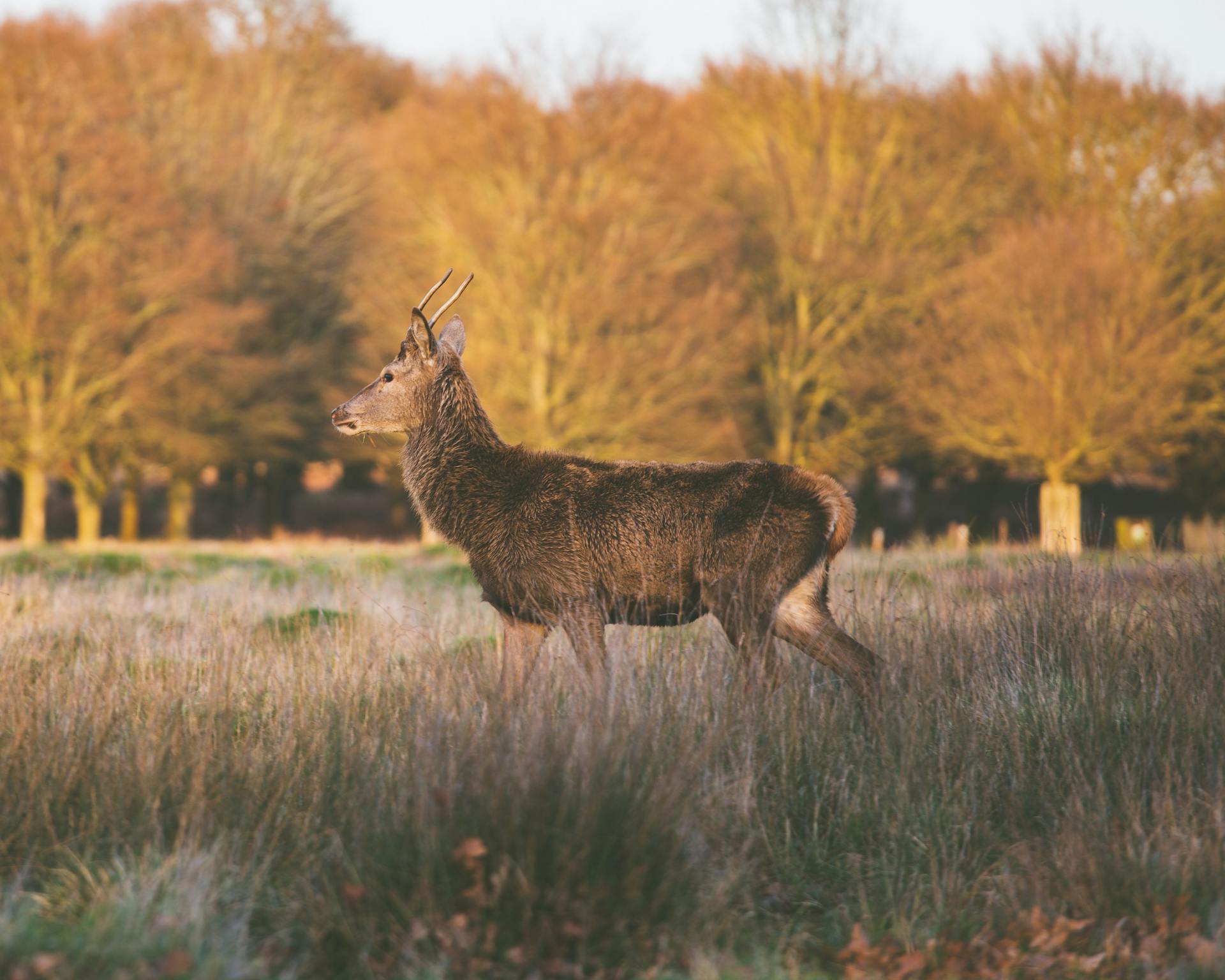 Buck on Meadow