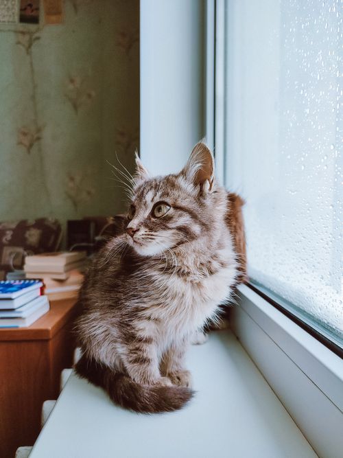 Free A cute tabby kitten sits on a windowsill, gazing outside on a rainy day. Stock Photo