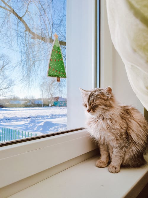 White and Brown Cat on Window