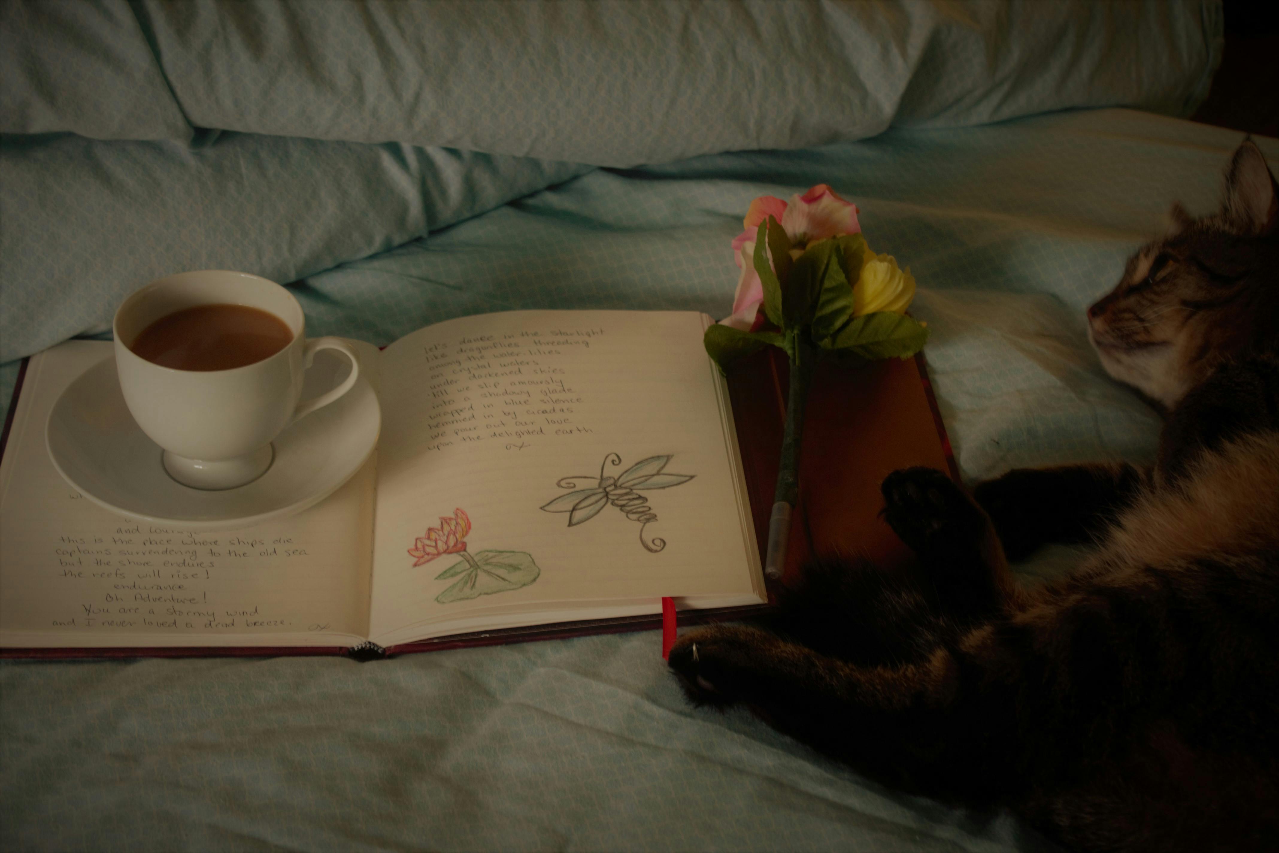 Free stock photo of art journal, journaling, kitty