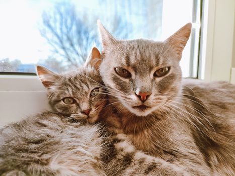 Cat Lifespan Factors