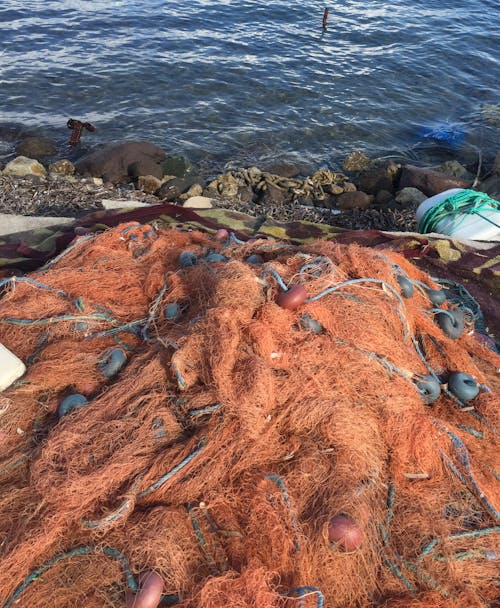 Free stock photo of fish, fishing net, mediterranean sea