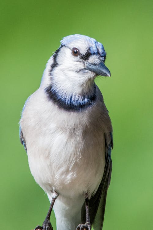 Blue and White Bird on Brown Tree Branch