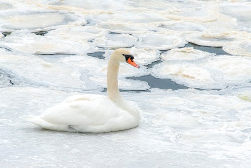 Foto d'estoc gratuïta de animal, au, au aquàtica