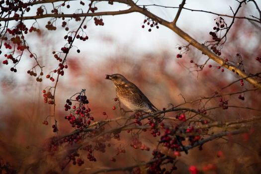 Close-up of a Bird with a Berry in its Beak