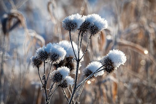 White Flowers in Close-up Photography