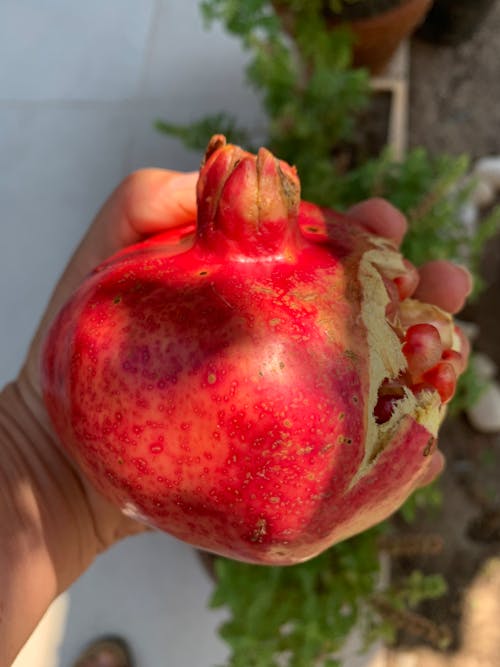 Free stock photo of fruit, nature, pomegranate