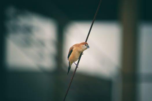 A close-up of an Indian Silverbill finch perched on a wire outdoors, in soft focus.