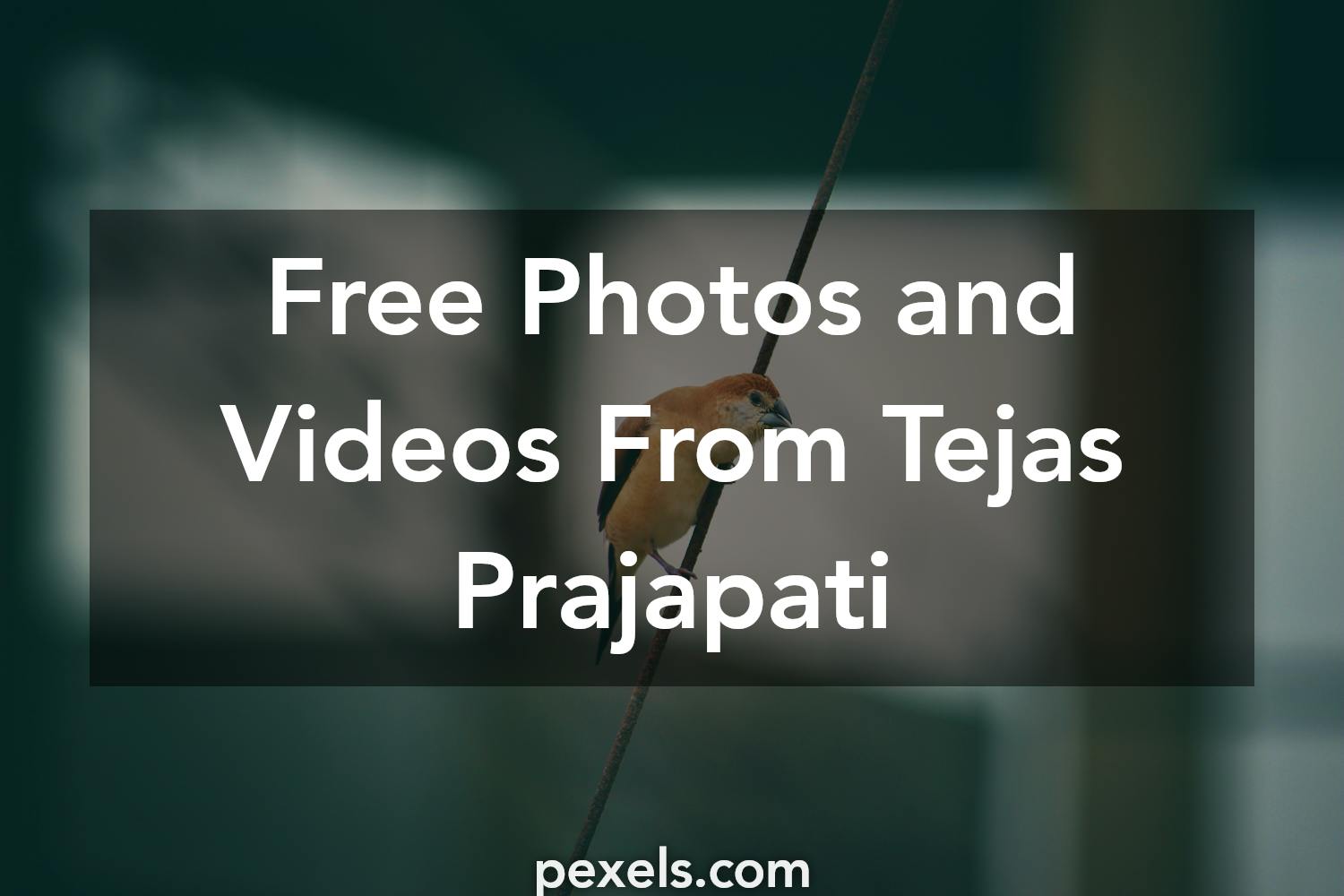 Tejas Prajapati - Photography