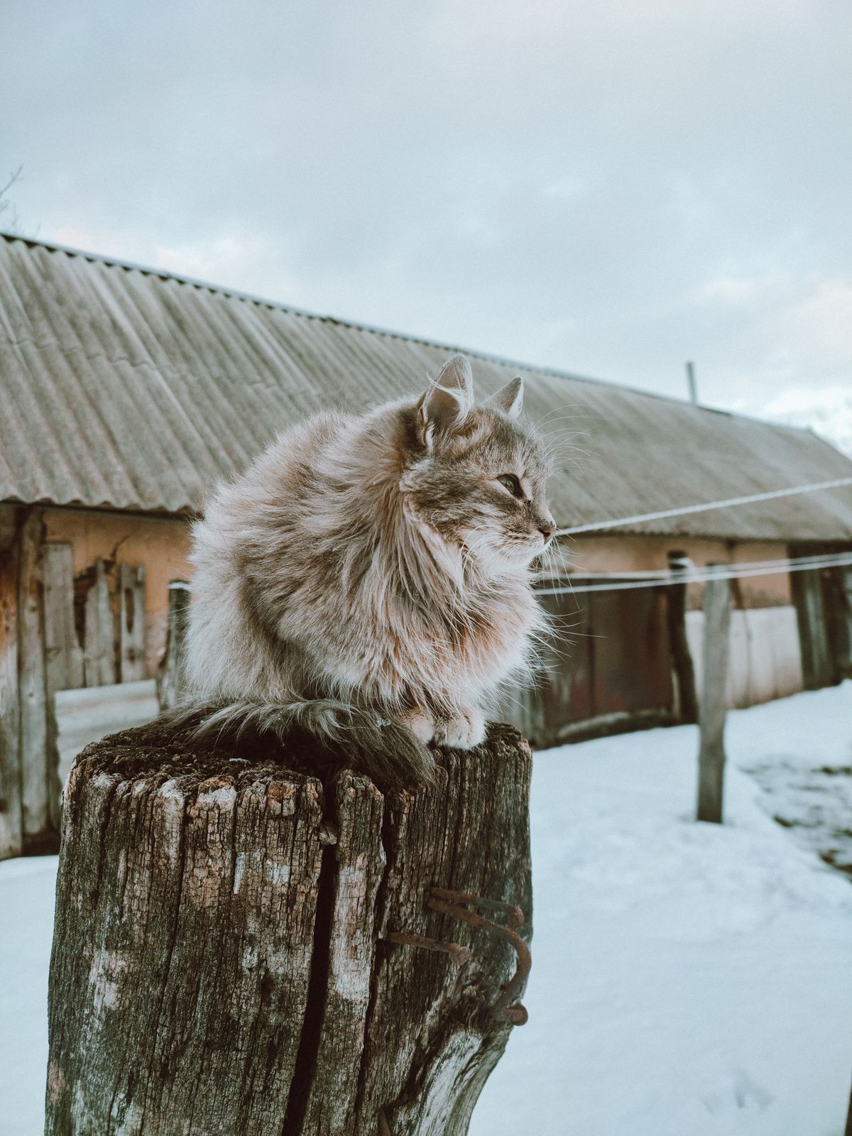 Chat sibérien à l'épaisse fourrure perché sur un poteau en bois sous la neige
