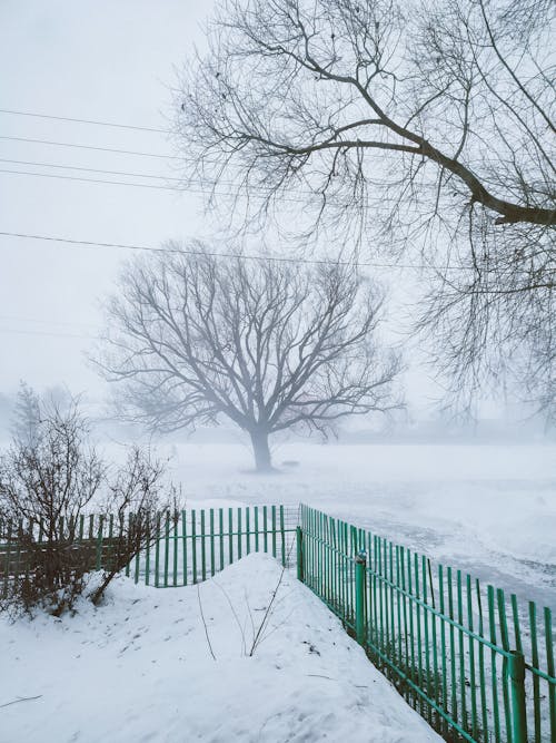 Foto stok gratis cuaca, halaman, musim dingin