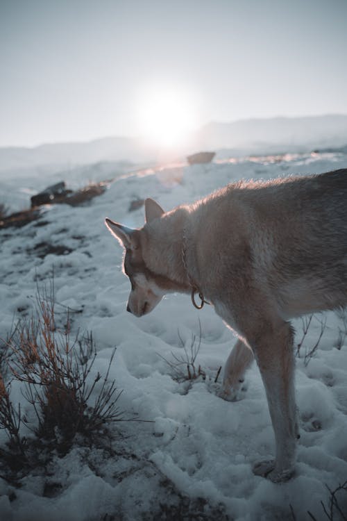Free A Wolfdog Standing on Snow Covered Ground Stock Photo