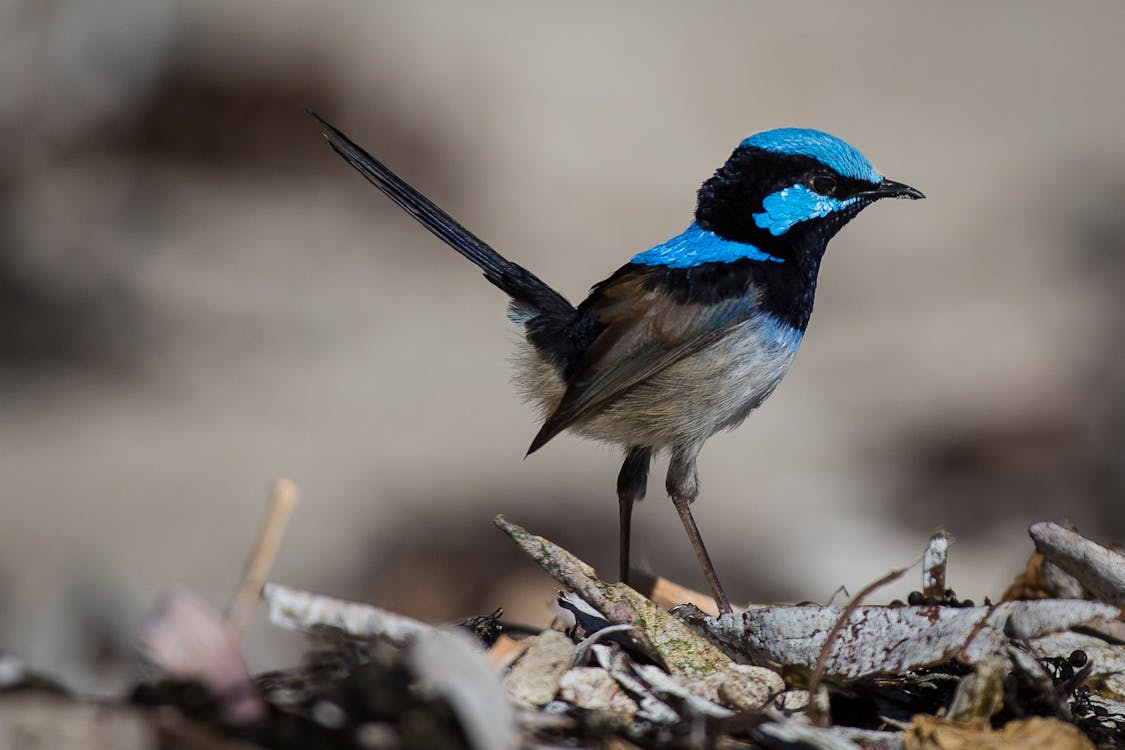 Ücretsiz Mavi Ve Siyah Tüylü Küçük Kuş Ayakta Stok Fotoğraflar