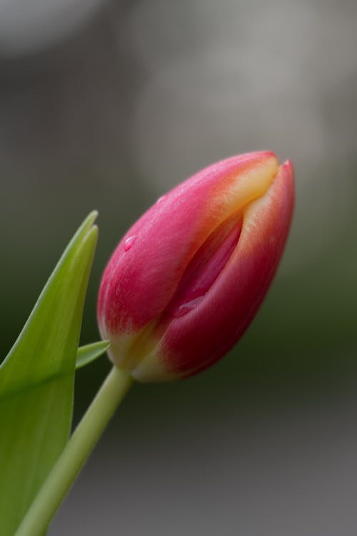 Immagine gratuita di avvicinamento, bagnato, bocciolo di fiore