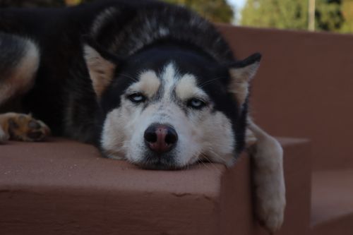 Free stock photo of dog, husky Stock Photo