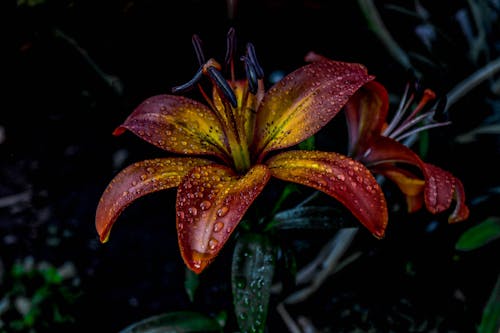 Free stock photo of flower, macro photography, sharp