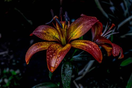 Free stock photo of flower, macro photography, sharp Stock Photo