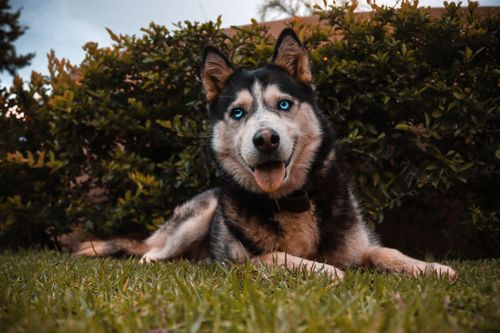 Free stock photo of dog, husky Stock Photo