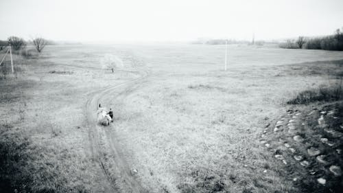 Fotos de stock gratuitas de blanco y negro, camino de tierra, campo
