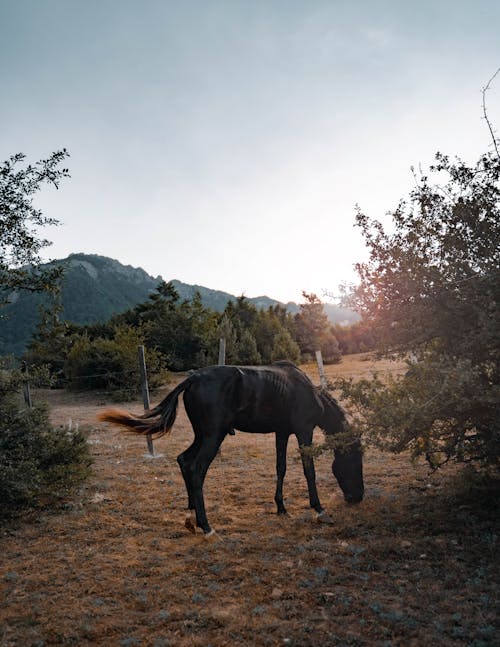 Foto d'estoc gratuïta de animal, arbres, assegut