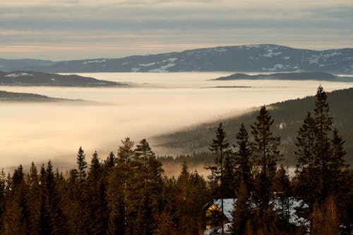 Fog Covered Ground Near Mountains and Green Trees