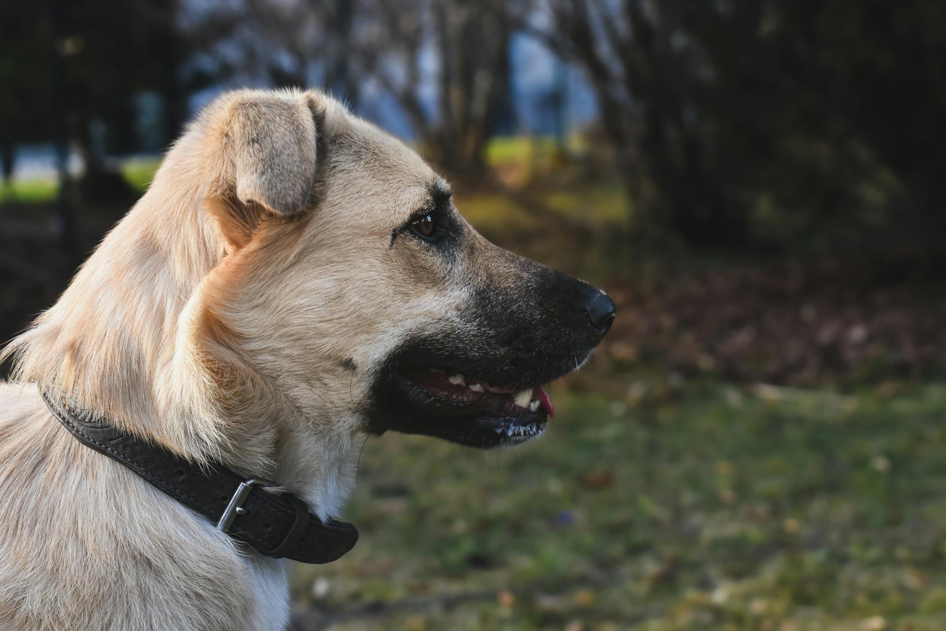 An Anatolian Shepherd Dog in Close-up Photography