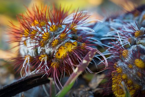 Free stock photo of australia, caterpillar, insect Stock Photo
