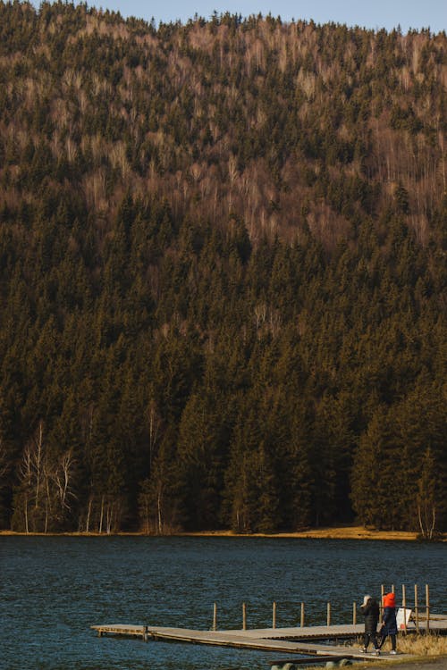 Ilmainen kuvapankkikuva tunnisteilla havupuut, järven puolella, järvi