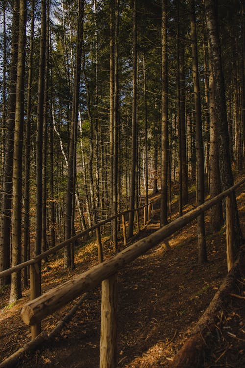 Wooden Railings in the Forest 