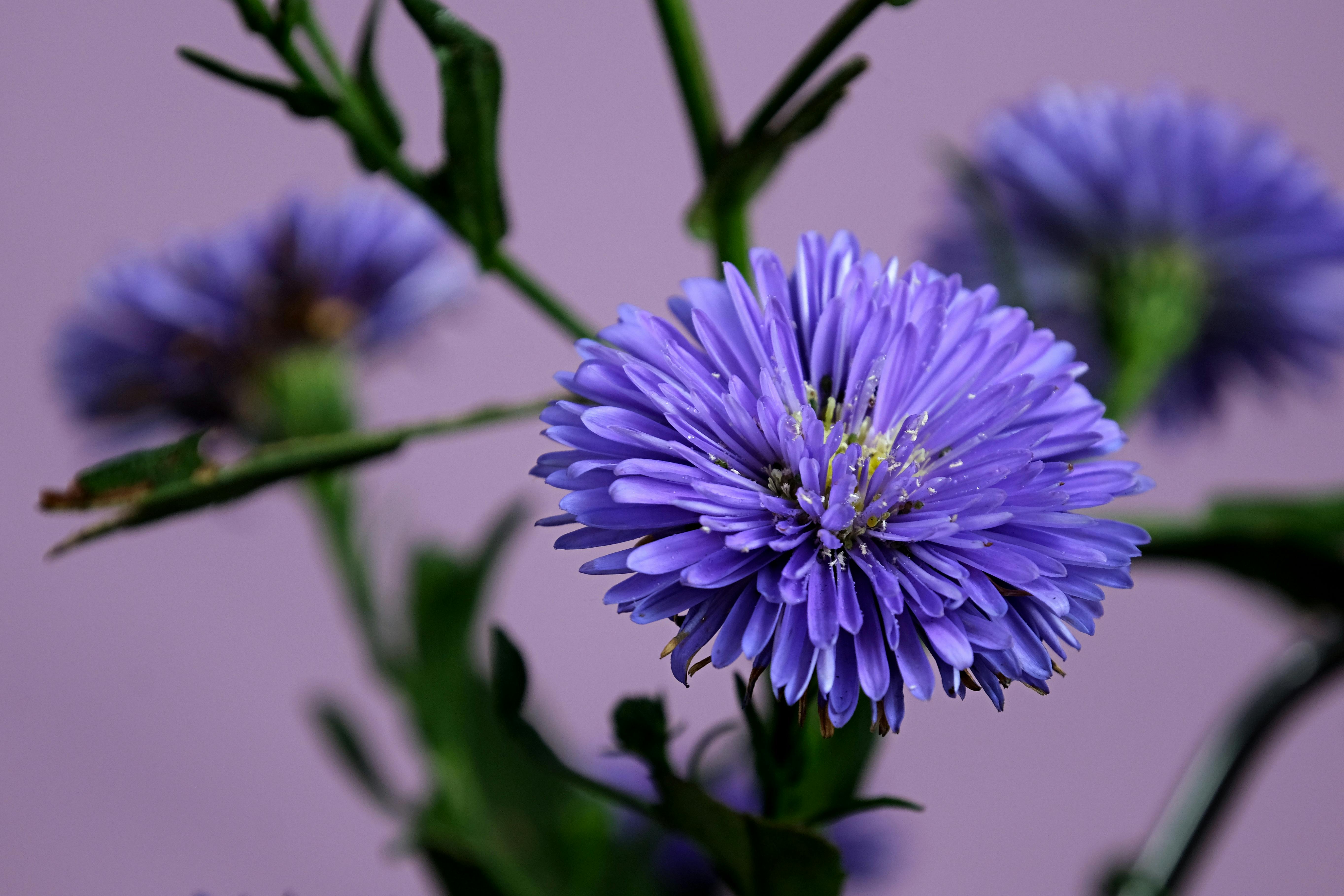 Purple Flower in Close-Up Photography · Free Stock Photo