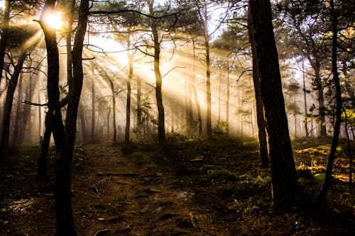 Ücretsiz Golden Hour'daki Ağaçların Fotoğrafı Stok Fotoğraflar