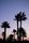 palms
