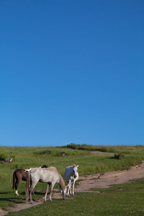 Photos gratuites de animaux sauvages, champ d'herbe, chevaux