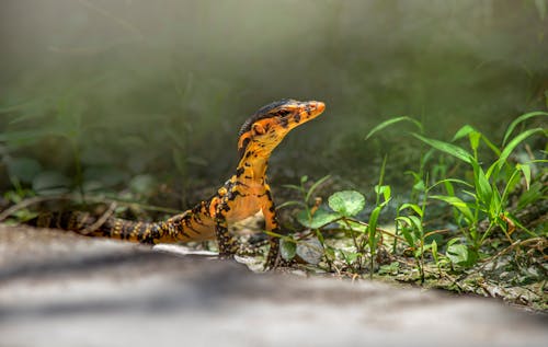 Orange and Black Spotted Reptile on Ground