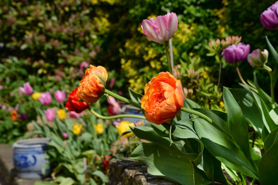 Photo of Orange and Purple Flowers