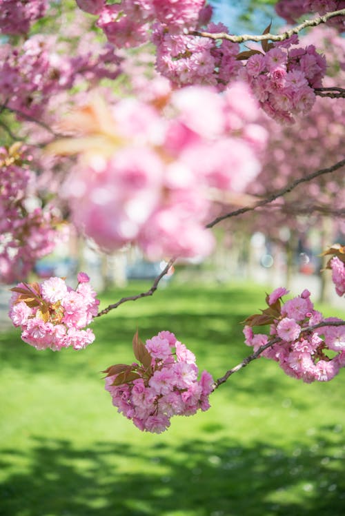 Free Selective Focus Photo of Pink Flowering Trees Stock Photo