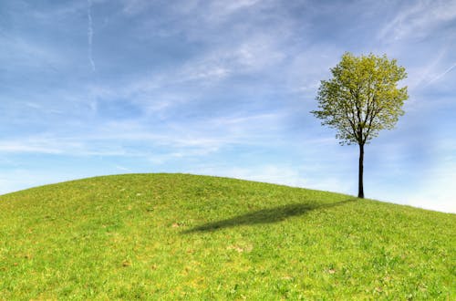 Free Green Tree on Green Grass Field Under White Clouds and Blue Sky Stock Photo